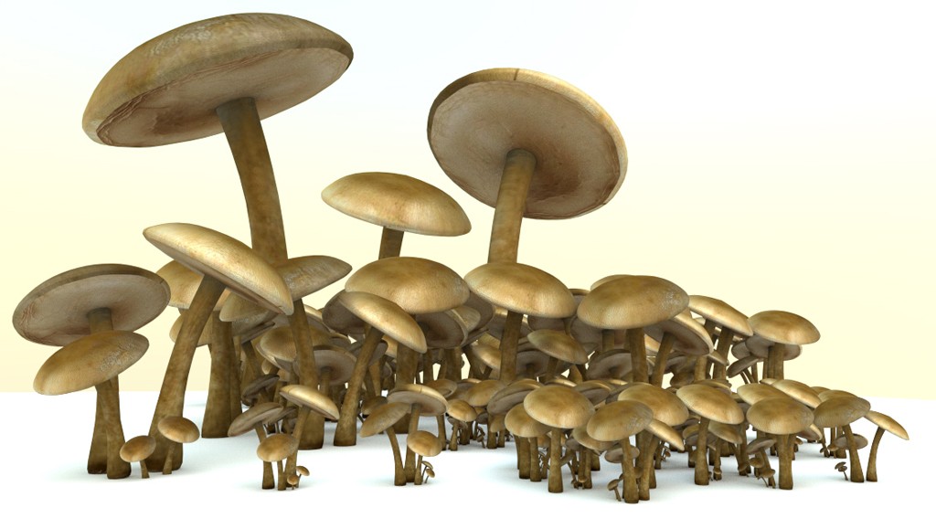 mushrooms preview image 1